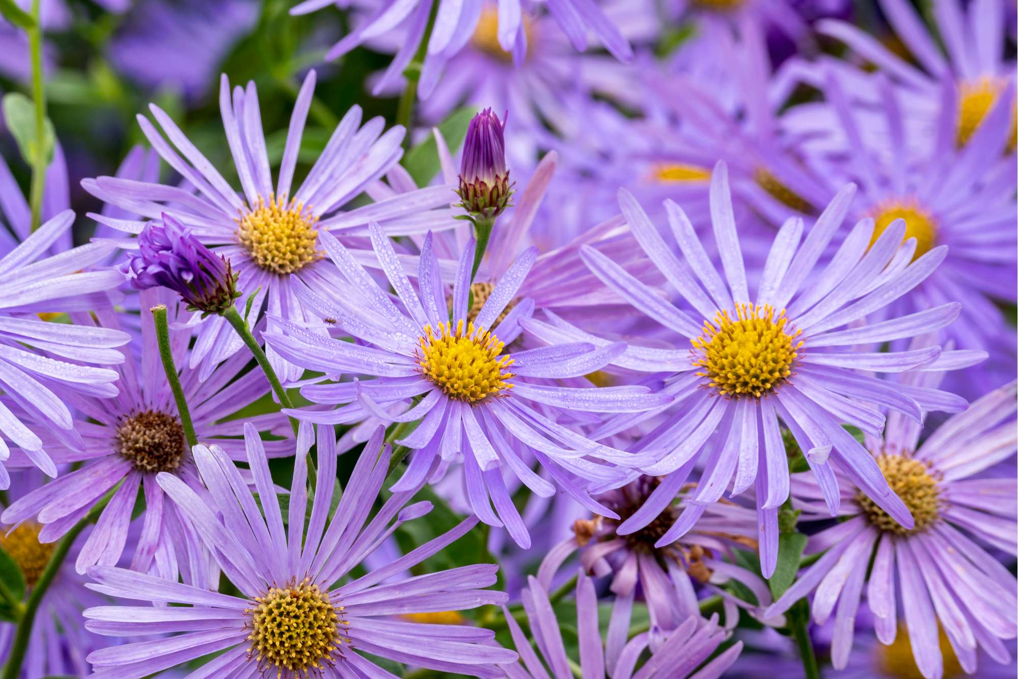 Aster 'Mönch'